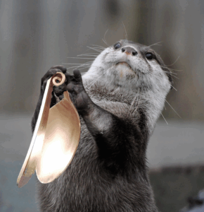 Photoshopped image of an otter holding a bent spoon between their paws.